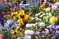spring-flowers-4158513_1280