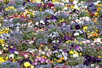 spring-flowers-4825094_1280